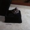 Lion Ring